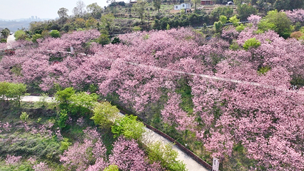 柳州樱花谷农业园第 8 张图片