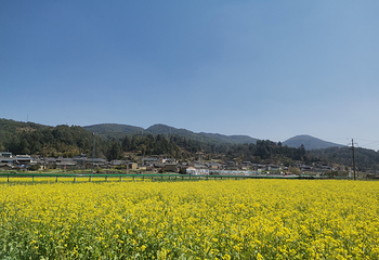 镇北艺术田园景区第 13 张图片