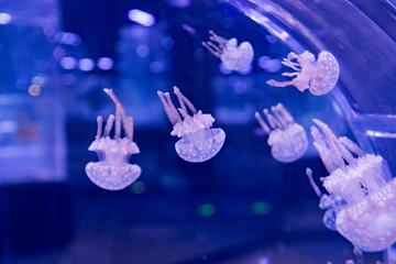 河内乐天世界水族馆第 5 张图片