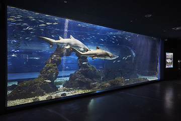 济州岛Aqua Planet水族馆第 46 张图片