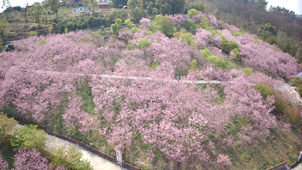 柳州樱花谷农业园第 10 张图片