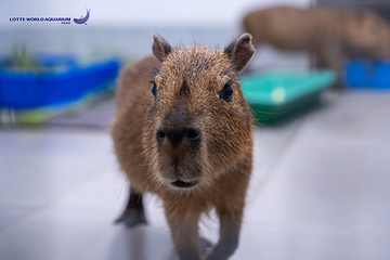 河内乐天世界水族馆第 17 张图片