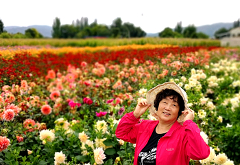大丽花园第 4 张图片