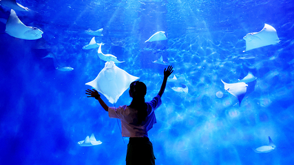 上海海洋水族馆第 82 张图片