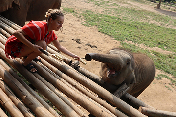Bamboo Elephant Family Care第 7 张图片