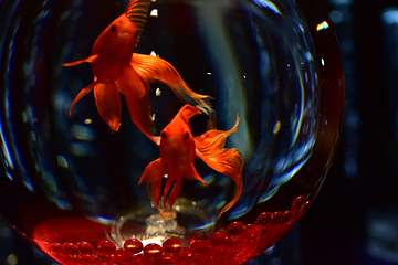 银座艺术水族馆美术馆第 15 张图片