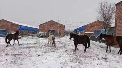 伯驭体育马术俱乐部第 4 张图片