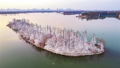 东湖生境雁岛第 10 张图片