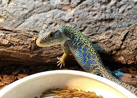 两栖爬行动物馆