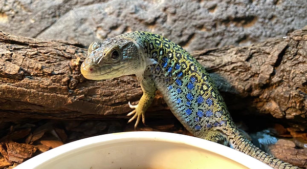 两栖爬行动物馆