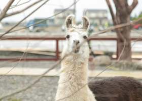 兰阳动植物王国