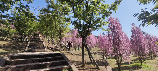 杨梅基地第 17 张图片