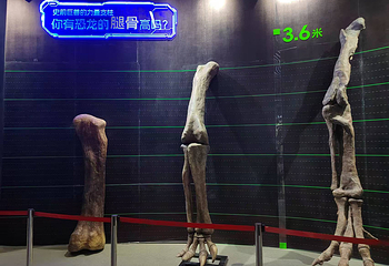 延吉恐龙科技体验馆第 5 张图片