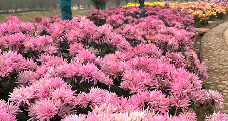贡之源·花仙谷第 32 张图片