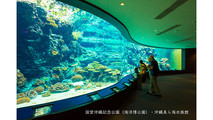 冲绳美丽海水族馆第 71 张图片