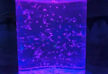 南充海昌海洋探索馆第 25 张图片