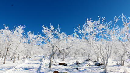 雪乡雪世界欢乐谷第 7 张图片