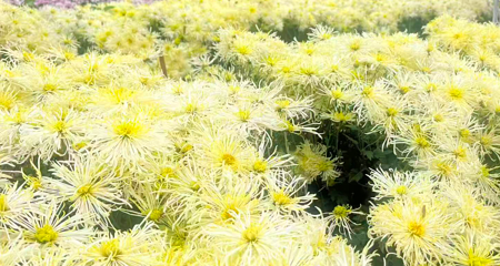 贡之源·花仙谷第 29 张图片