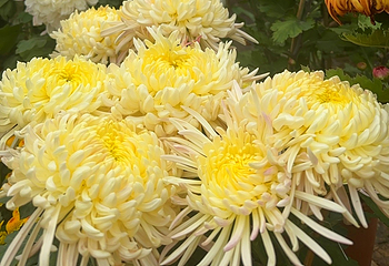 香遇百花园第 51 张图片