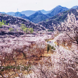 八达岭古长城(残长城)