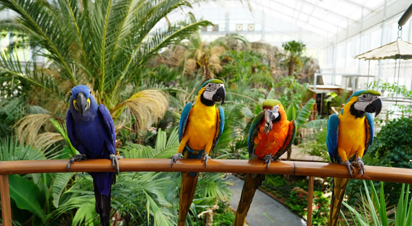 加平秋海棠鸟园