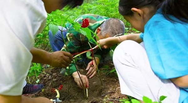 不咸山山庄林下参采挖基地