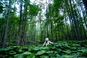 洛阳白云山风景区第 43 张图片