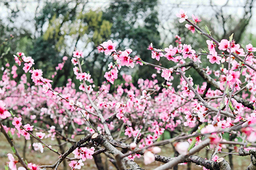 梅花洲第 39 张图片