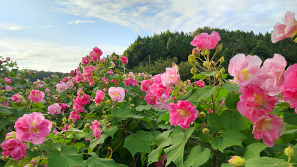 鲜花山谷第 11 张图片