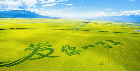门源百里油菜花海第 4 张图片