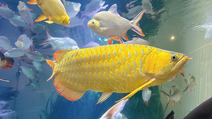 上海海洋水族馆第 94 张图片
