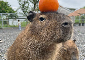 张美阿嬷农场 (月森宁手作工坊)