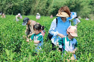 安徽白云春毫茶旅研学基地第 2 张图片
