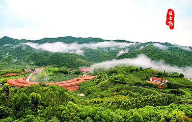雁南飞茶田景区第 6 张图片