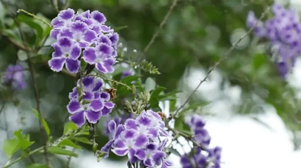 远芳园艺第 1 张图片
