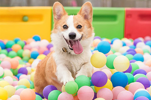 朗香宠物主题公园