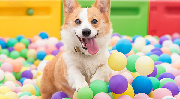 朗香宠物主题公园