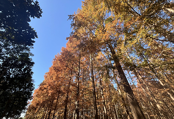 宝应湖国家湿地公园第 24 张图片