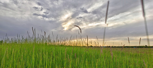 尔林兔大草原第 11 张图片