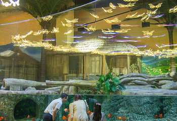 河内乐天世界水族馆第 20 张图片