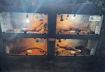 两栖爬行动物馆第 14 张图片
