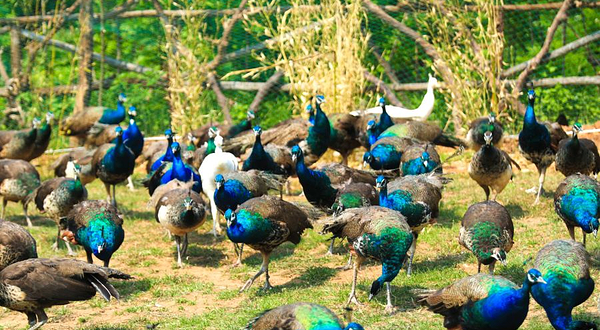 蓝莓谷动物庄园