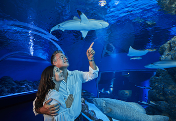 凯恩斯水族馆第 19 张图片