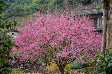葛仙村度假区第 40 张图片