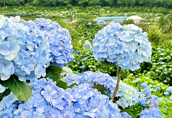 高家绣球花田万里第三园区第 8 张图片