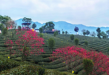 茶趣园第 32 张图片