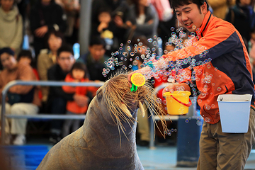 鸟羽水族馆第 8 张图片