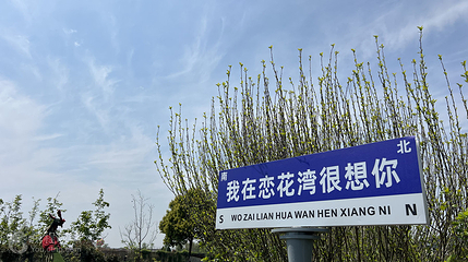 恋花湾第 6 张图片
