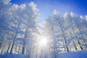 万龙滑雪场第 61 张图片