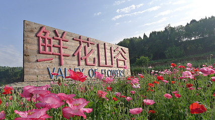 鲜花山谷第 2 张图片